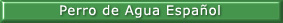 Perro de Agua Espa�ol